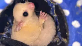 Sugar Glider Semarang Leucistic