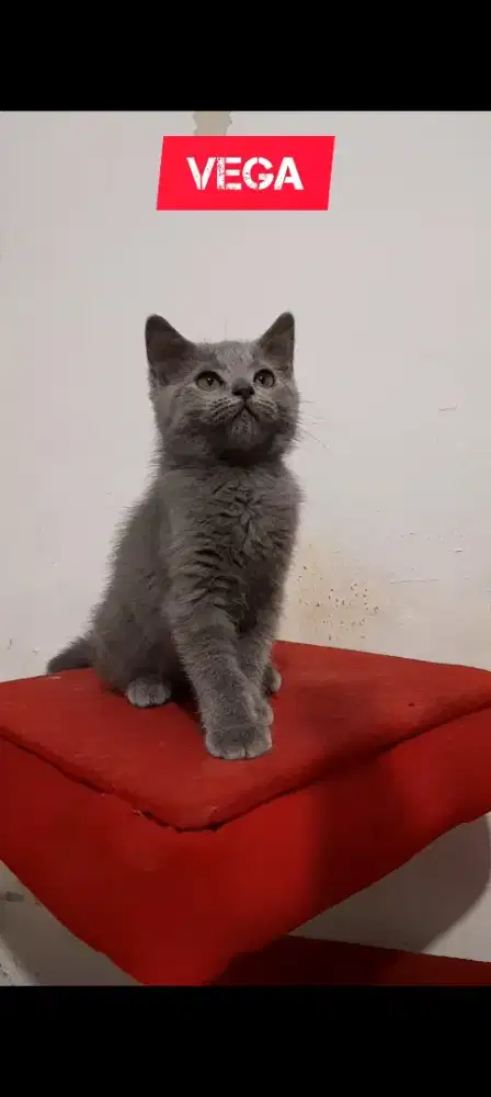 Anak kucing British Shorthair BSH