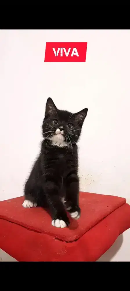 Anak Kucing BSH mix Persian