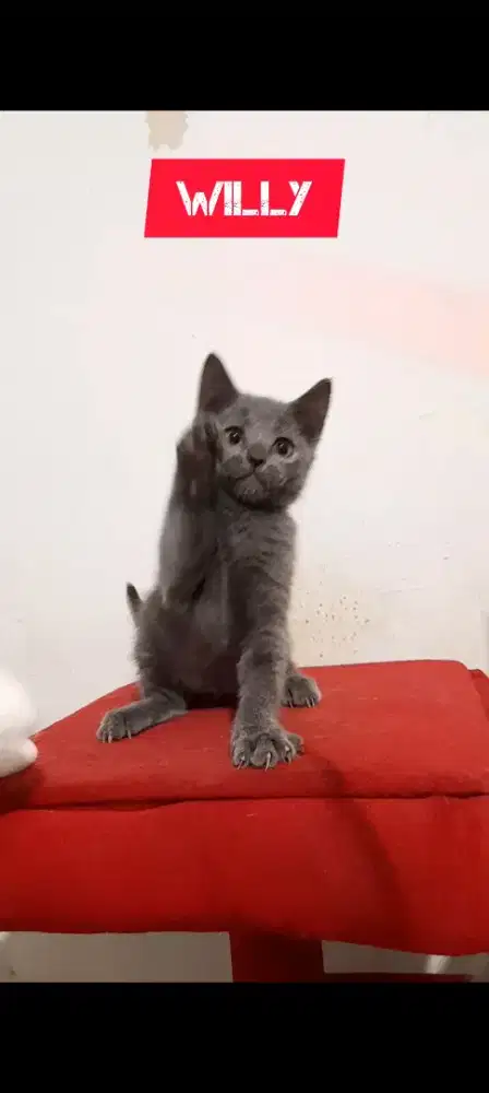 Anak kucing British Shorthair BSH