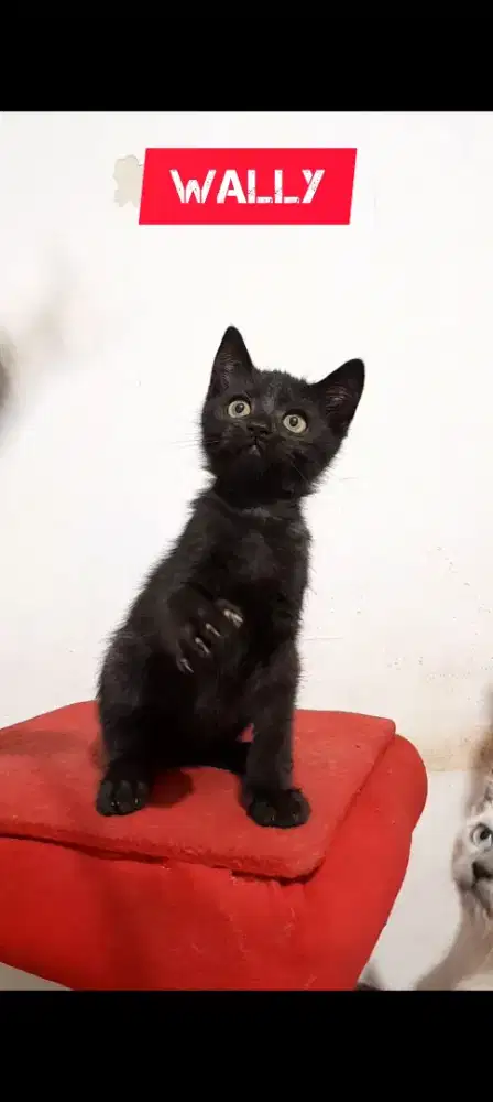 Anak Kucing British Shorthair Persian