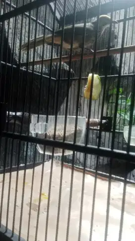 Cucak Rawa hutan