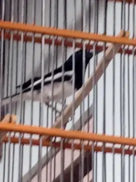 Burung Kacer poci
