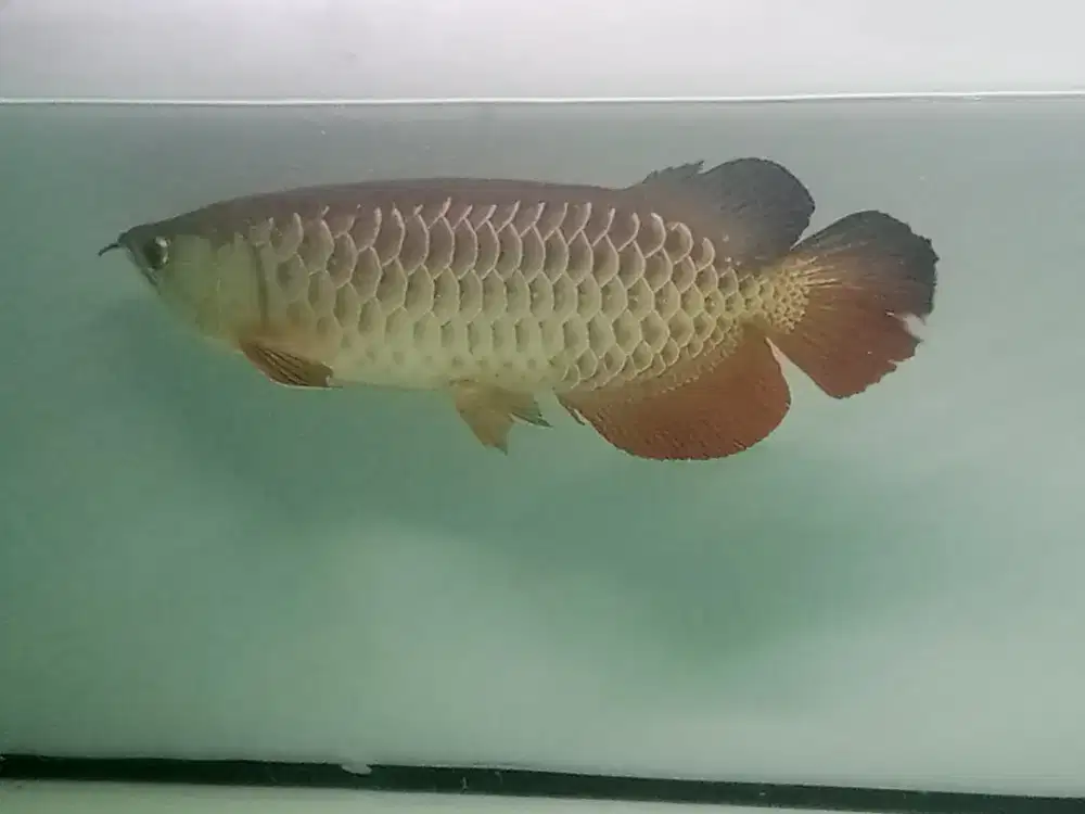 Golden Hb semi polkadott