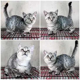 Kucing munchkin bsh