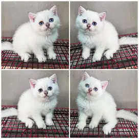 Kucing bsh silver point