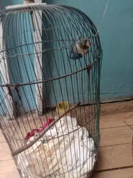 Jual burung lakbet sdh bunyi