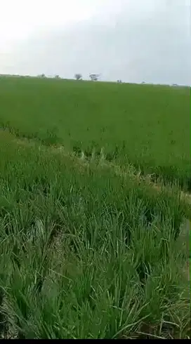 Tanah sawah produktif lt 1,4 H Bumin Cikarang Bekasi