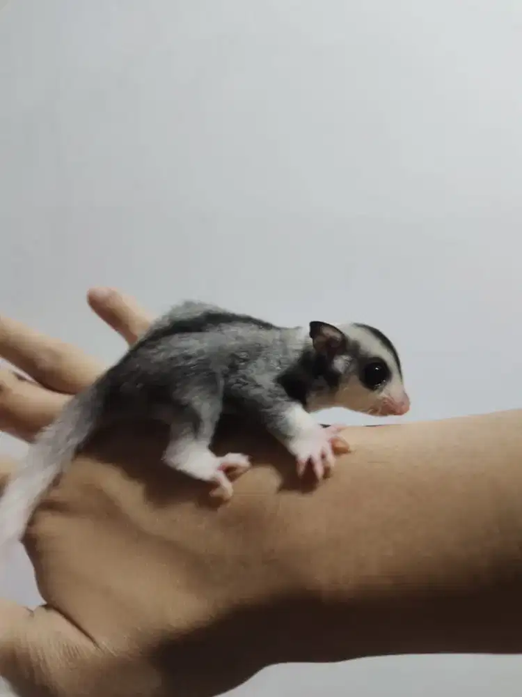 Sugar glider Mosaic Ph albino plat