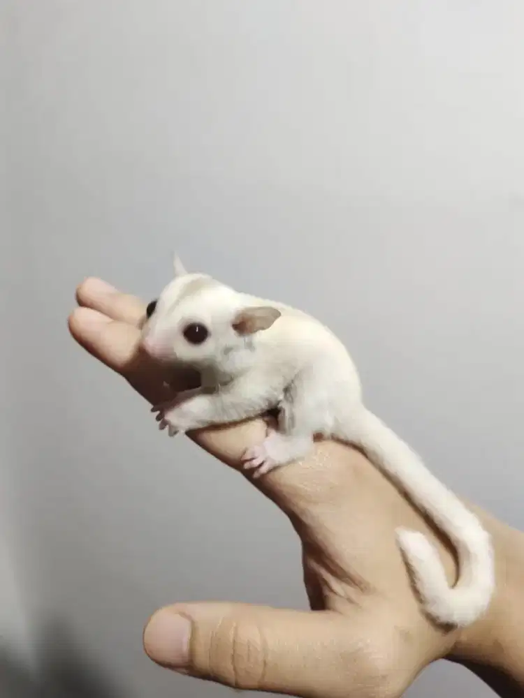 Sugar glider creaminomosaic Ph plat