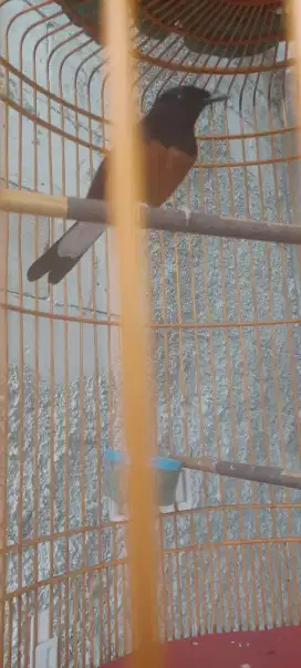 burung murai usia 10 bulan