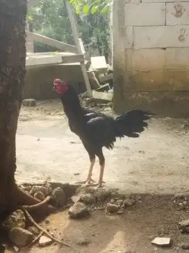 Ayam bk Mangon xpakoy