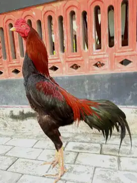 Ayam Bangkok ( Khoyngo  )