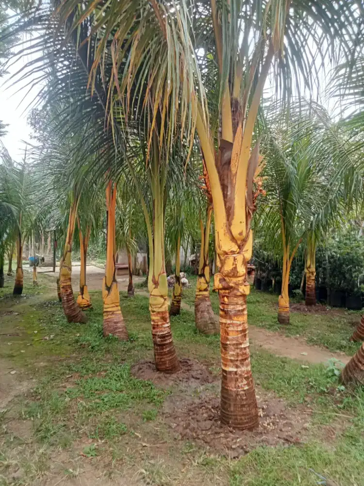 pohon kelapa gading