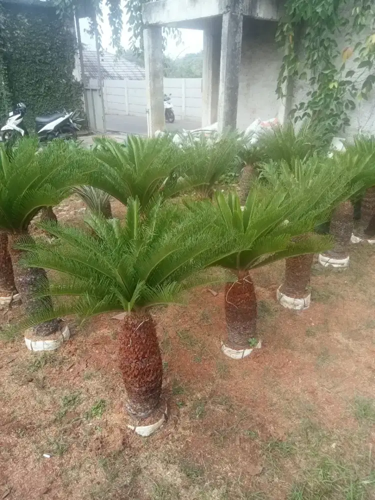 pohon bonsai sikas