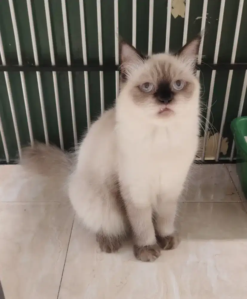 Persia Himalaya Longhair
