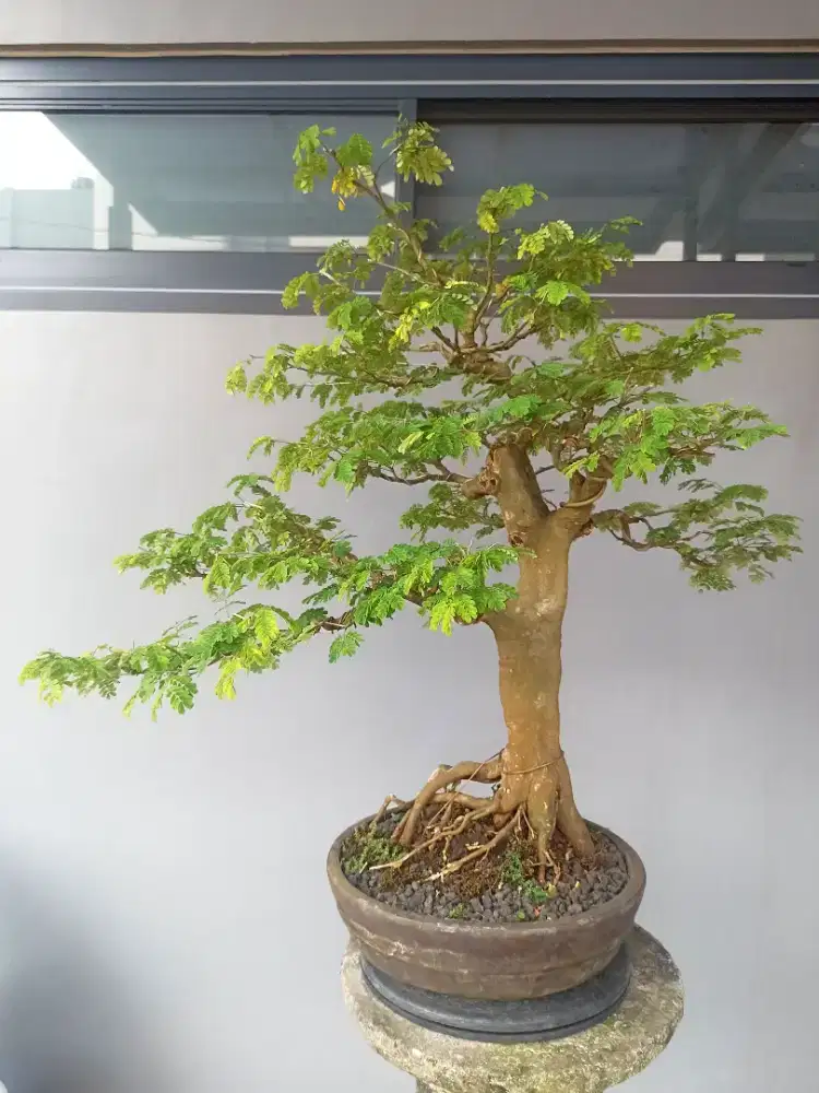 Bonsai Brazilian Rain Tree