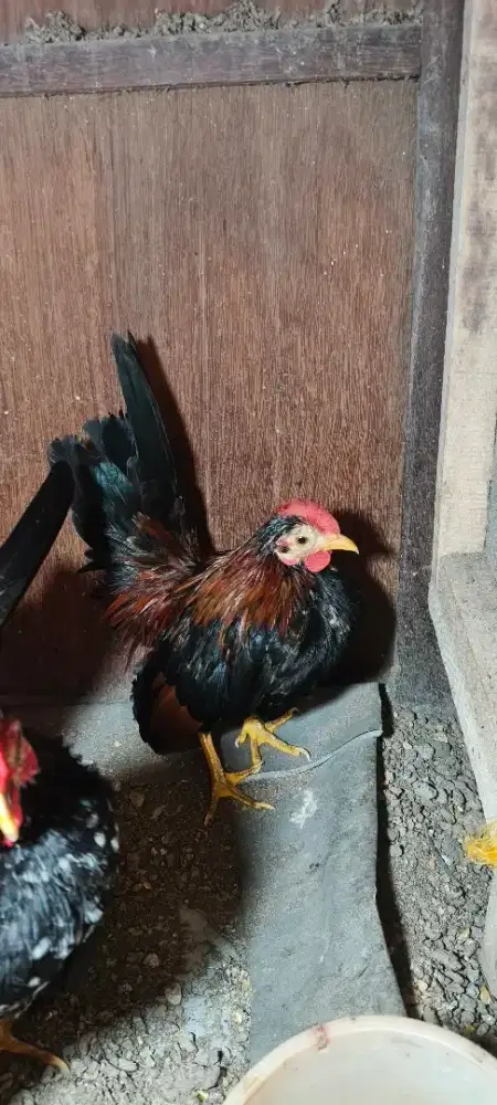 3 ekor serama jantan