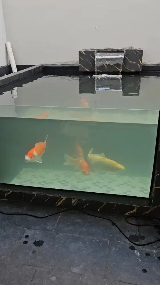 koi jumbo sultan