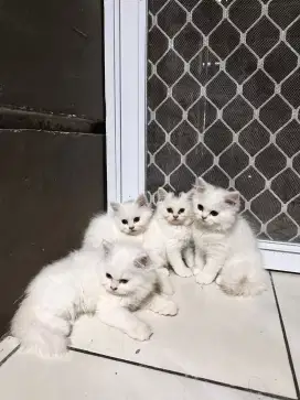 Kitten persia long hair