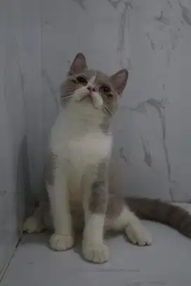 KUCING BSH CINNAMON CARRIER