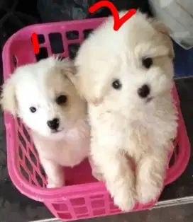 Anak doggy lucu
