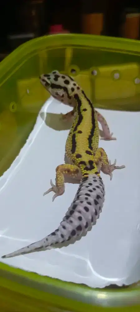 Leopard Gecko Bold Stripe Bagus