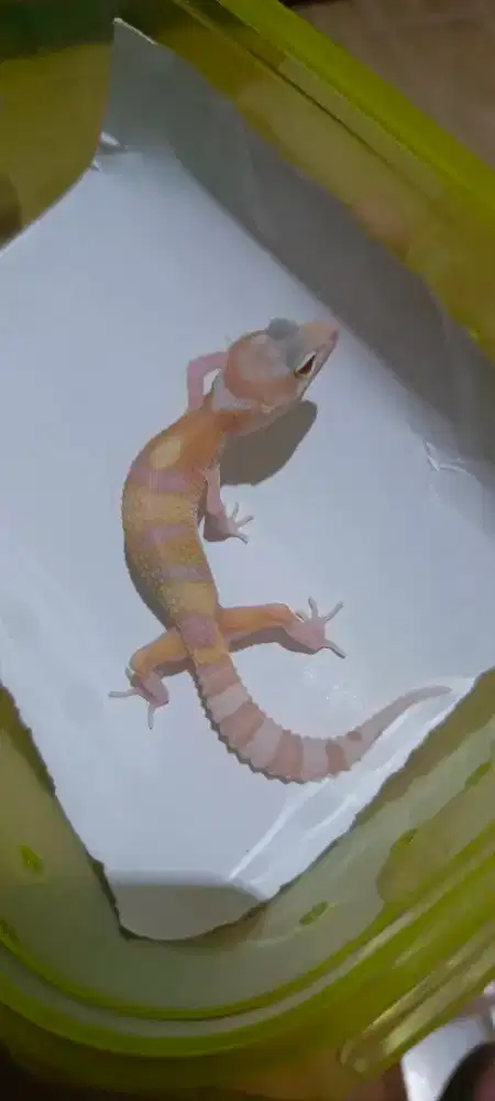 Leopard Gecko WY Raptor