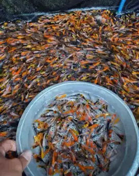 Jual Paket ikan koi 50ekor size-+3-5cm