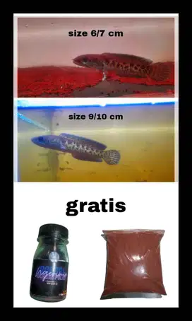 dijual aja semua channa auranti