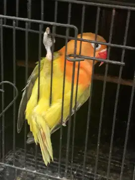 Lovebird biola euwing green/pb