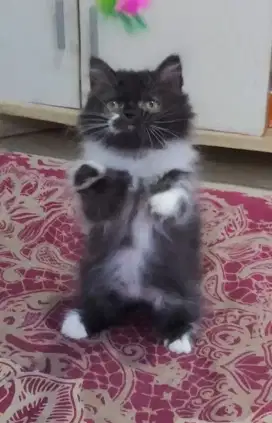 Munchkin NS Minuet (tdk cebol)