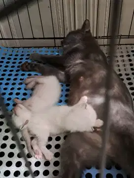 kucing BSH mix /boromgan induk mix bsh dan anak