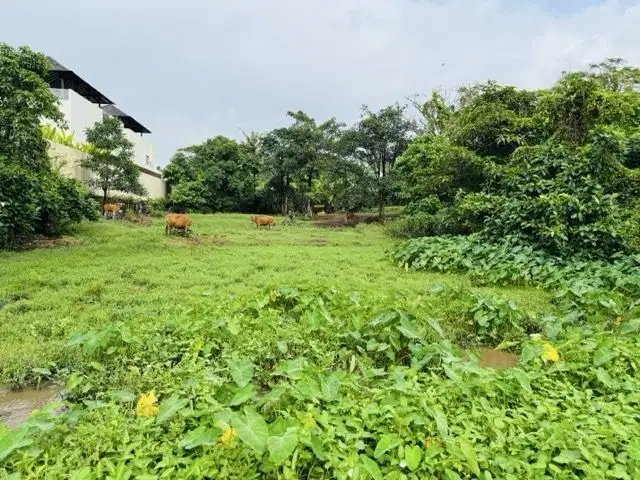 Tanah hijau pinggir sungai cocok untuk hunian sejuk&asri