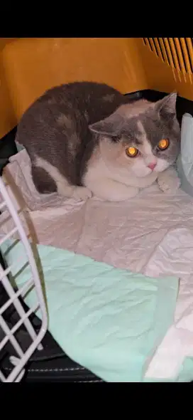 Kucing british shorthair bsh british shorthair