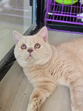 Kucing british shorthair bsh british shorthair