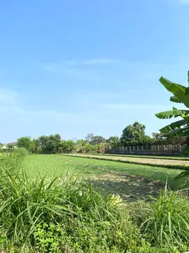 Tanah Sawah Strategis di Tirtomartani Kalasan