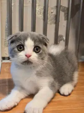 Kucing scotish fold bsh british shorthair
