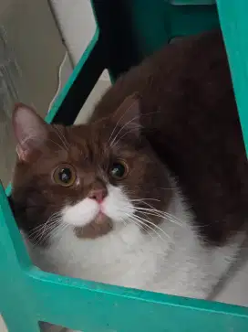 Kucing british shorthair bsh british shorthair