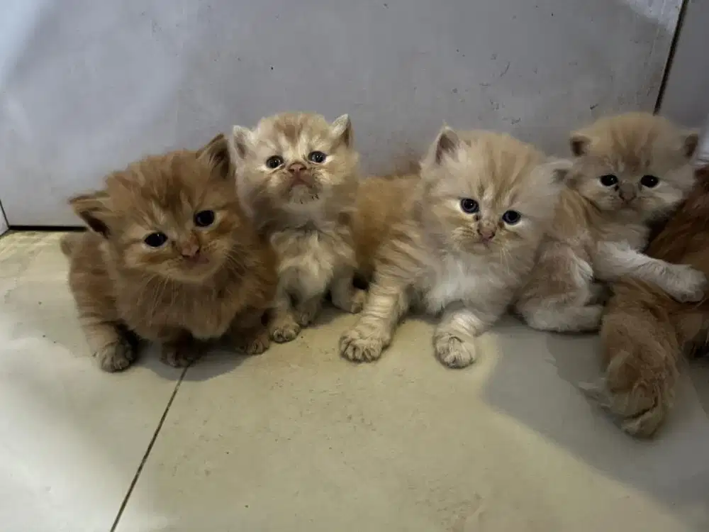 munchkin dan norwegian