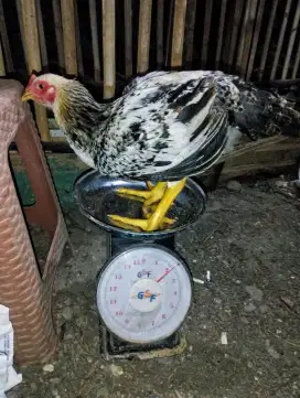 Ayam Jumbo pedaging