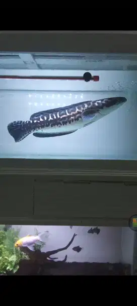 Toman (ikan Toman)