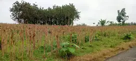 Menikmati alam pedesaan dan mengembangkan usaha dengan alam