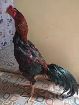Ayam Bangkok klasik ukuran 5-5,5