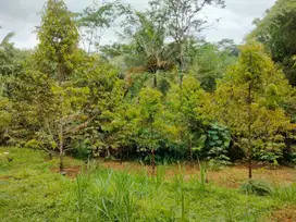 Jual Kebun Durian Siap Berbuah di Purwokerto Surat SHM