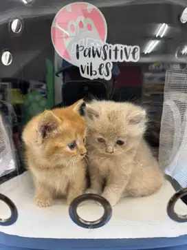 JUAL KITTEN PERSIA MIX BSH(JANTAN) & BSH (BETINA)