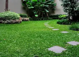 Rumput gajah mini