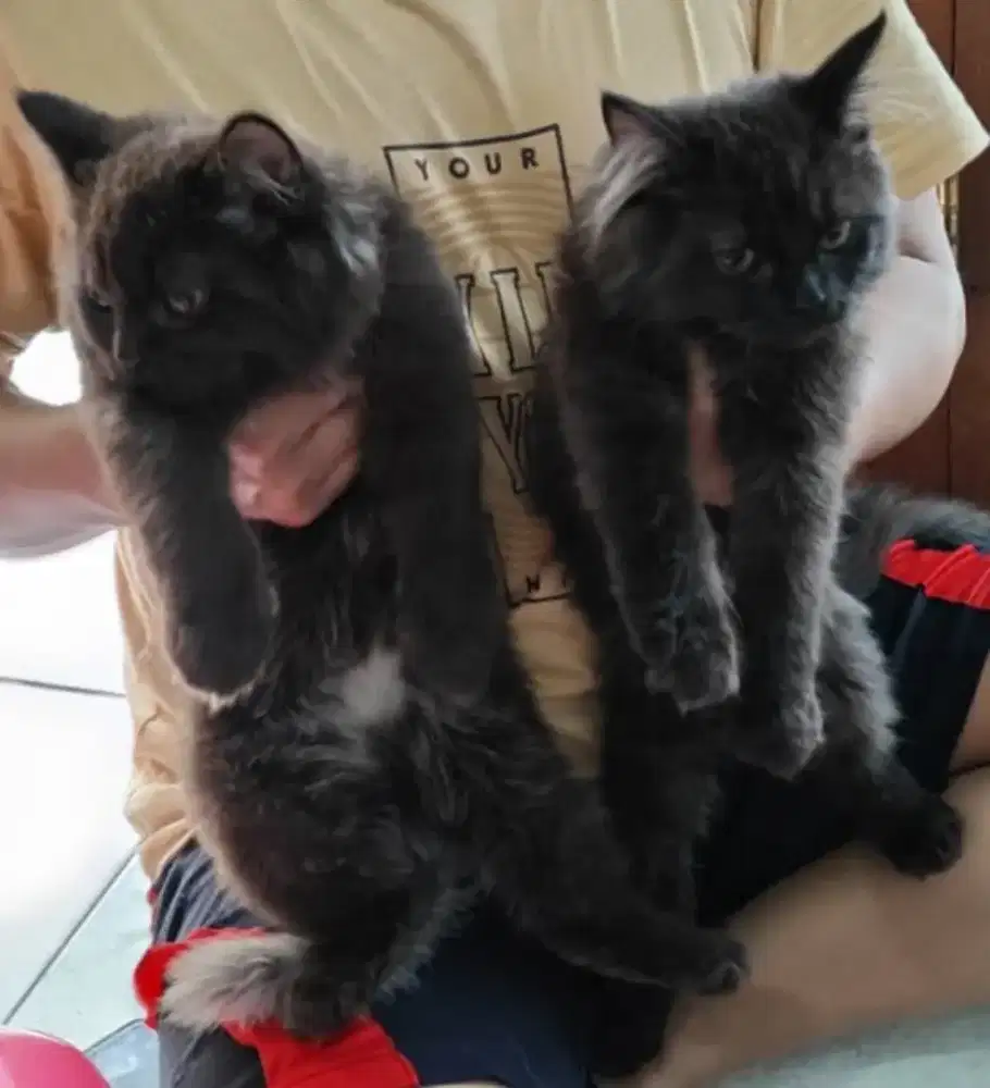 Persia x himalaya x bsh usia 3,5 bln