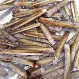 Kerang Bambu Segar
