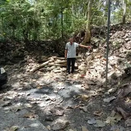 Tanah murah di Lendah Kulonprogo